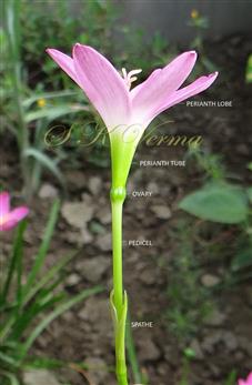  Flower (Lateral view)